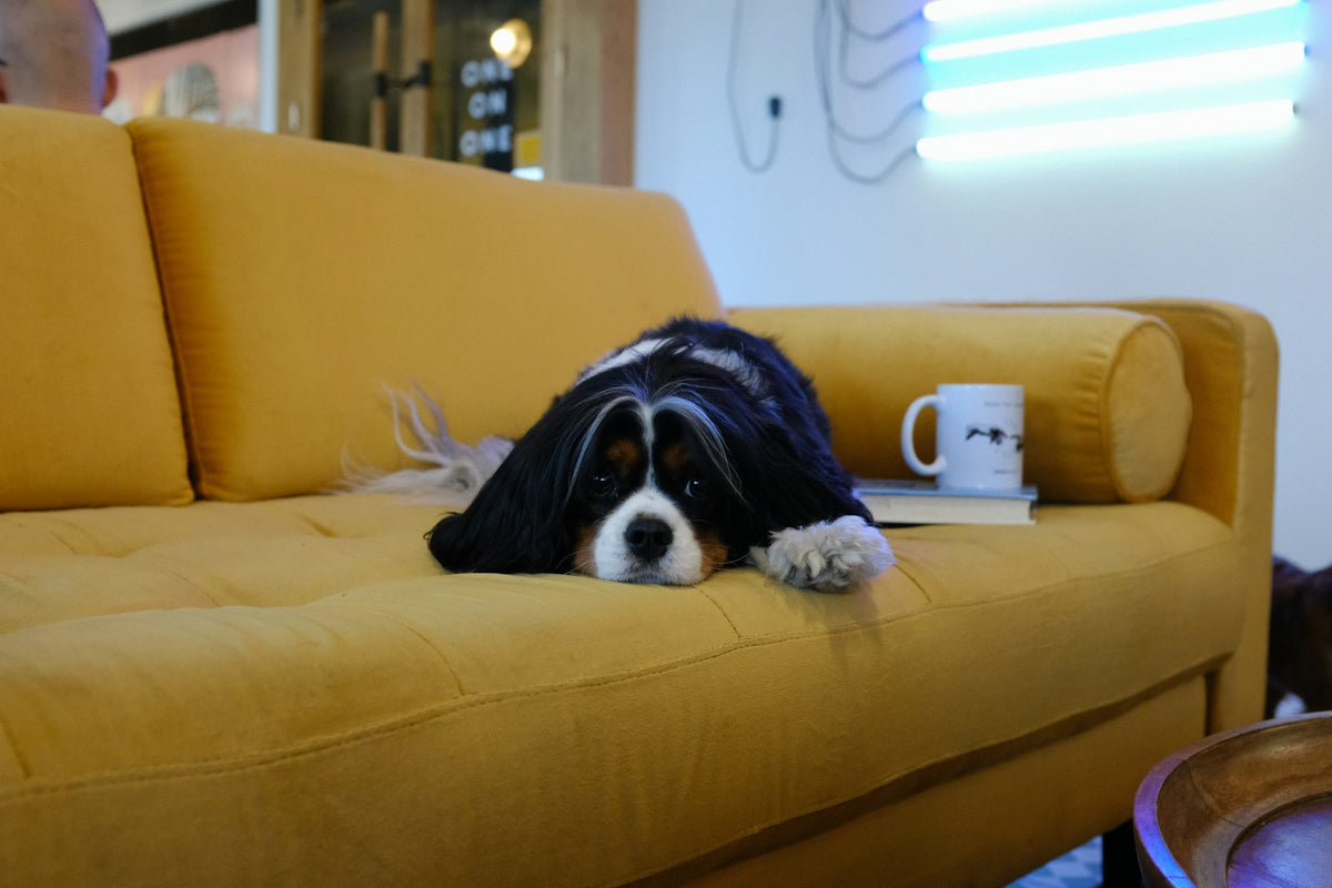 Hund entspannt auf einem Sofa (Foto: Mindspace Studio, Unsplash)