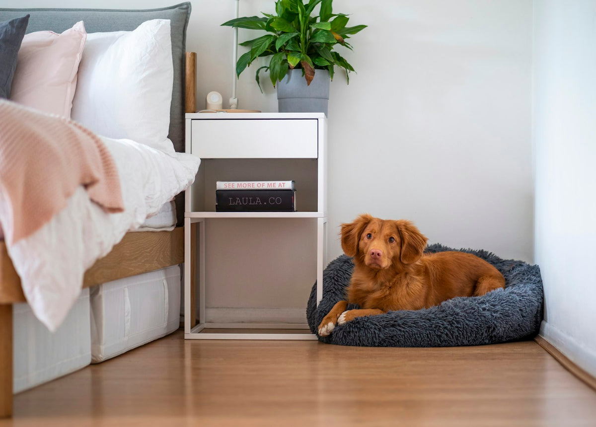 Hund liegt auf weißem Sofa (Foto: Jamie Street, Unsplash)